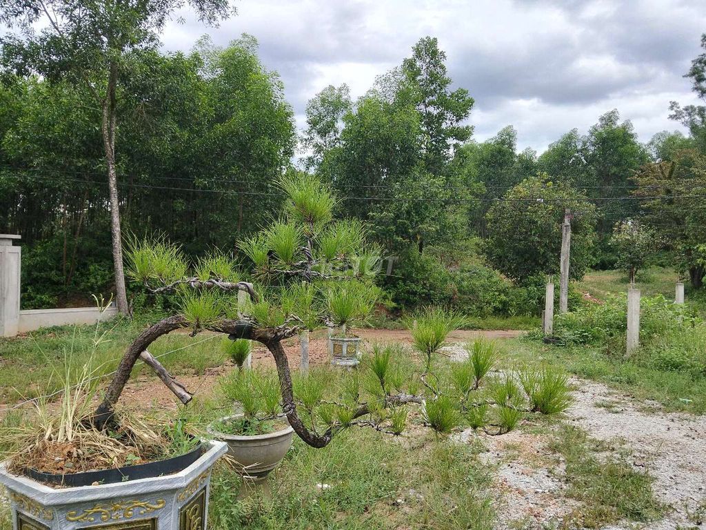 Cây thông Bonsai. Mua bán Cây cảnh, đồ trang trí tại Thị xã Hương Thủy Thừa Thiên Huế được đăng bởi Trương Văn Bình hình 1