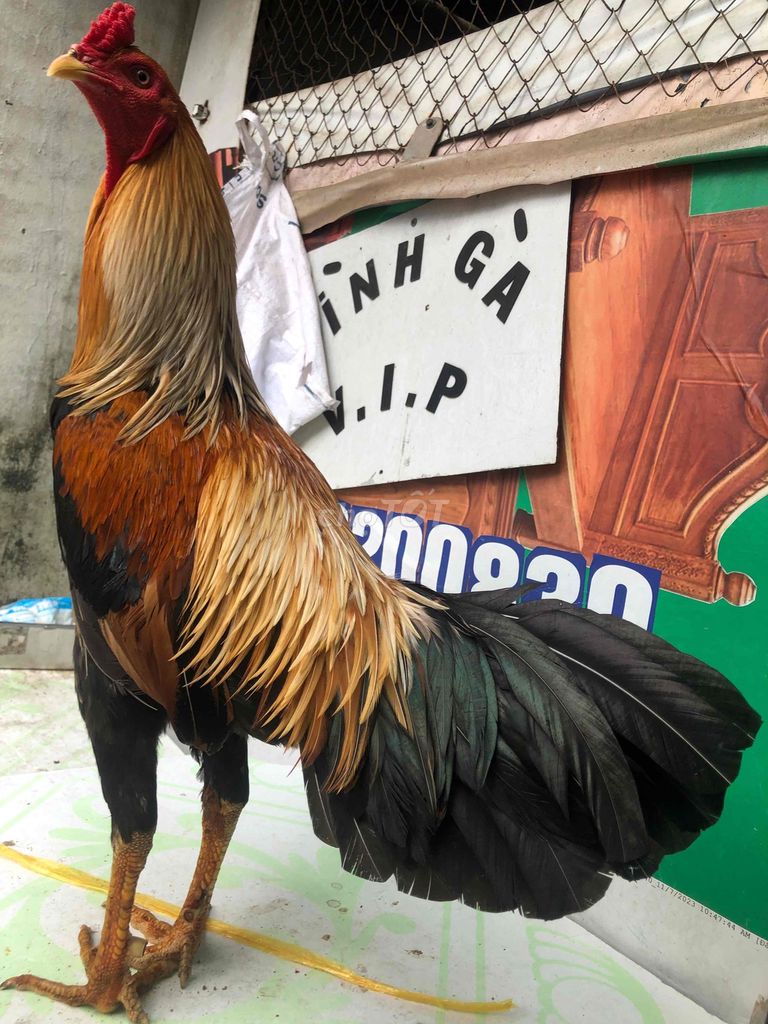 3k1 tay tốt mới chác tóc độ huyền trăm song cuc. Mua bán Gà tại Quận Bình Thuỷ Cần Thơ được đăng bởi bìnhbibobibobibo hình 1