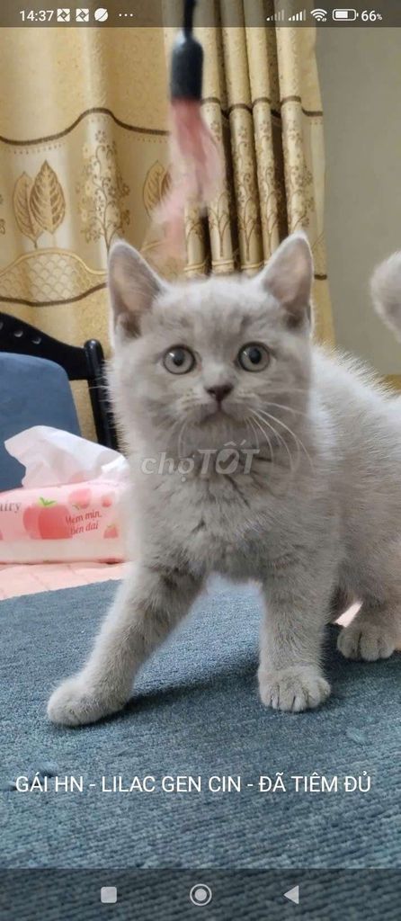 Mèo Anh lông ngắn cái Lilac. Mua bán Mèo tại Quận Ba Đình Hà Nội được đăng bởi Mai Nguyen hình 1