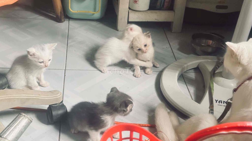 Thanh lý đàn mèo con (1.5tr/4 con). Mua bán Mèo tại Quận 3 Tp Hồ Chí Minh được đăng bởi Hoàng Việt hình 1
