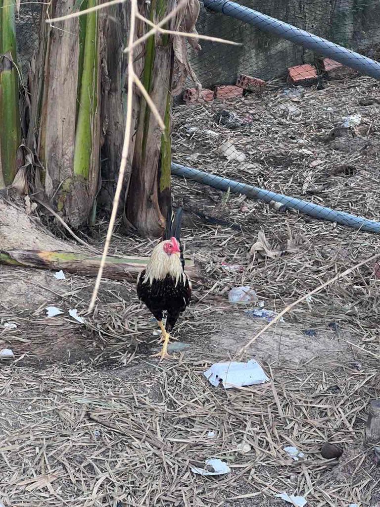 Gà nòi Đen trắng Đực. Mua bán Gà tại Huyện Châu Thành Tây Ninh được đăng bởi Duong Pham hình 1