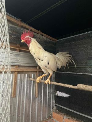 hợp nhãn alo giúp e nhé mọi người. Mua bán Gà tại Huyện An Biên Kiên Giang được đăng bởi KHANG HUYNH