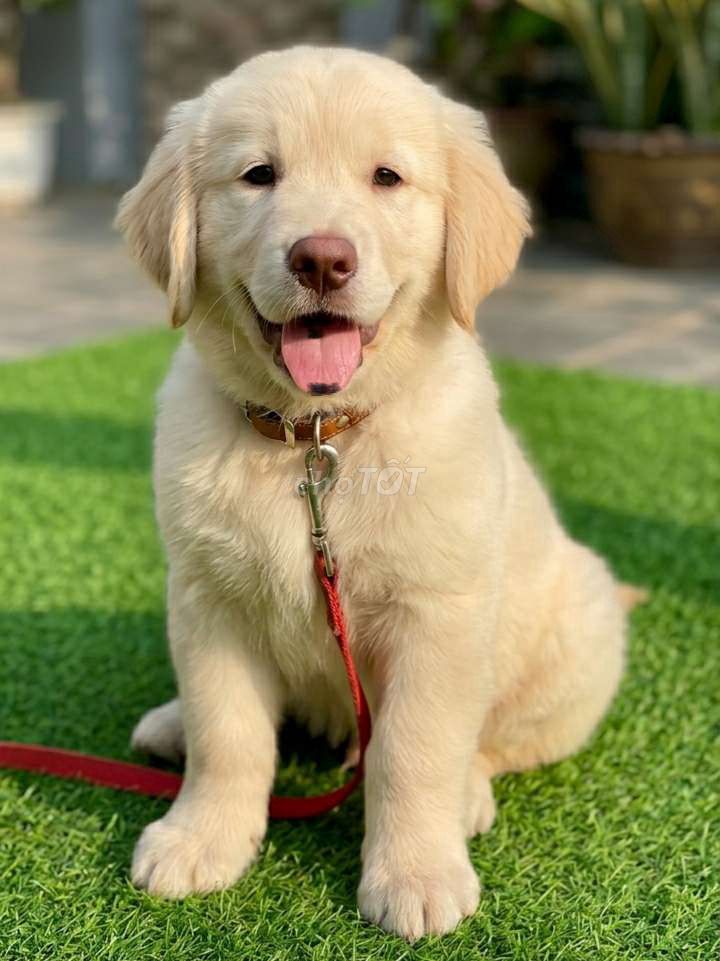 Chó Golden Retriever đực 3 tháng Vàng kem. Mua bán Chó tại Quận Tân Bình Tp Hồ Chí Minh được đăng bởi Thi Thi hình 1