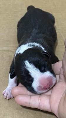 Chó cỏ con đen trắng mới đẻ