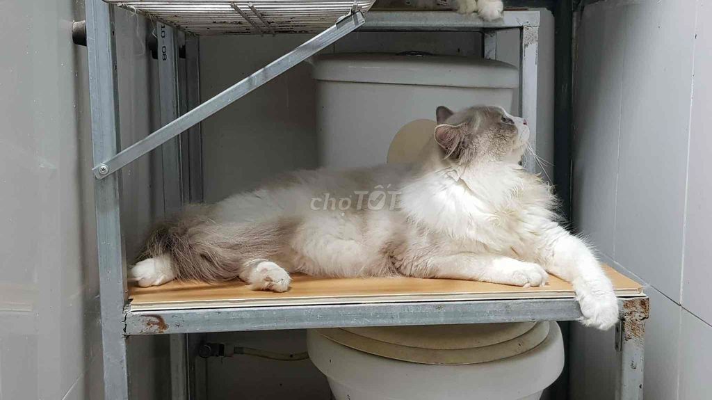 RAGDOLL ĐỰC 1 TUỔI