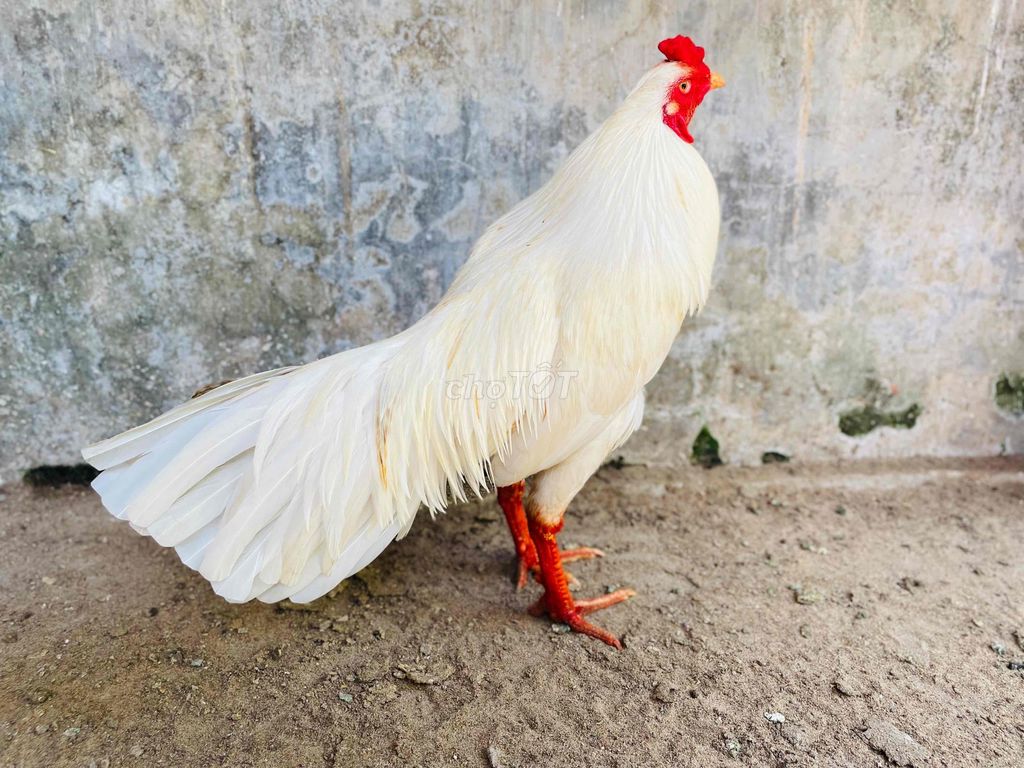 Gà chọi 2.7kg đực. Mua bán Gà tại Thành phố Sa Đéc Đồng Tháp được đăng bởi Ht Gà  hình 1