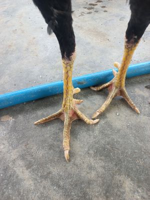 Gà đòn phú yên. Mua bán Gà tại Thành phố Thủ Đức Tp Hồ Chí Minh được đăng bởi Lich Phan