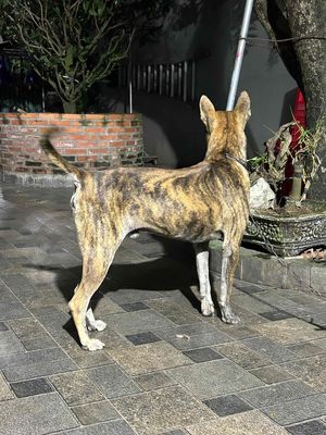 Chó Phú Quốc đực vàng vện. Mua bán Chó tại Huyện Trảng Bom Đồng Nai được đăng bởi Anh duc