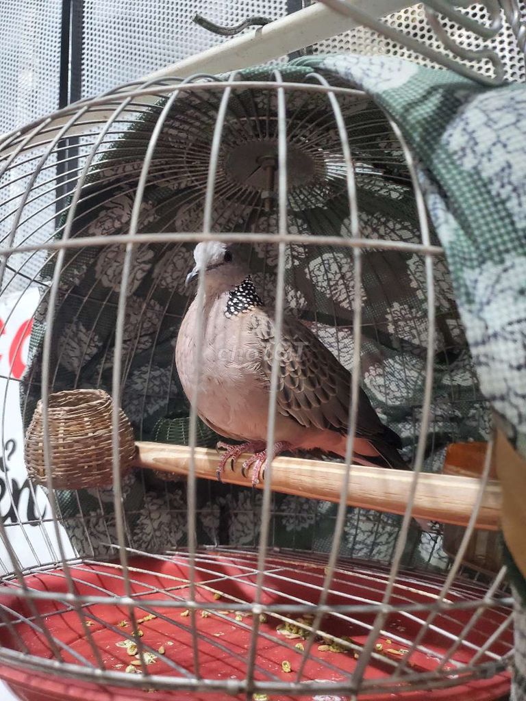 Chim Cu gáy Nâu xám. Mua bán Chim tại Thành phố Buôn Ma Thuột Đắk Lắk được đăng bởi moon hình 1