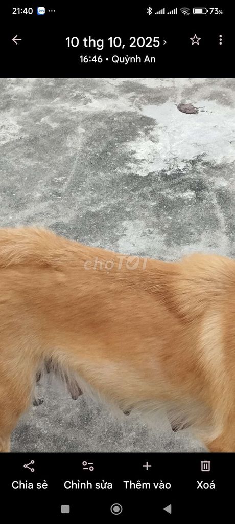 Chó Phú Quốc lai 2 tháng nhiều màu. Mua bán Chó tại Huyện Quỳnh Phụ Thái Bình được đăng bởi hoaiaudi hình 1