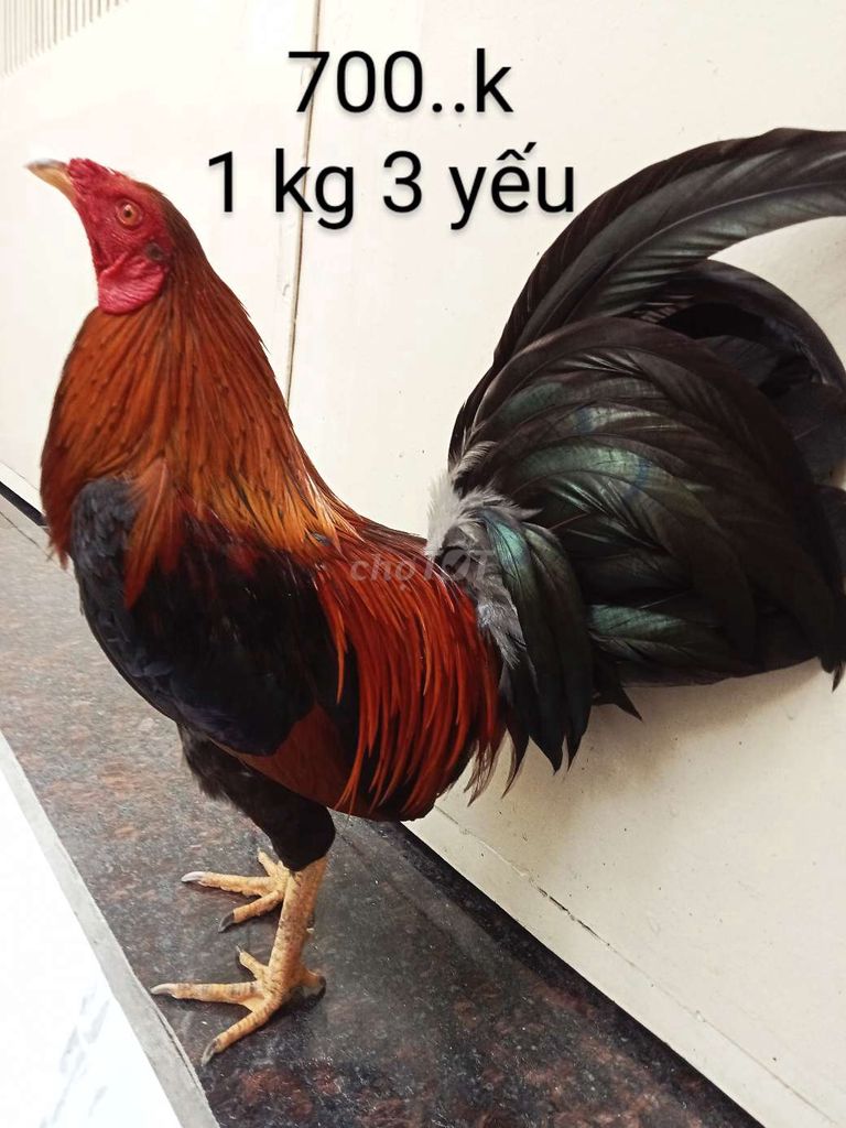 Điều cắt 1 kg 3 yếu gà zin