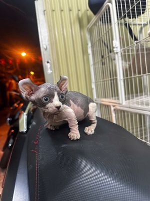 Mèo Ai Cập Sphynx chân lùn chân cao nhà đẻ