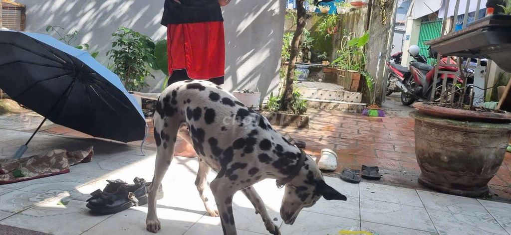 Chó Đốm cái hơn 1 tuổi. Mua bán Chó tại Quận Sơn Trà Đà Nẵng được đăng bởi Phuong hình 1