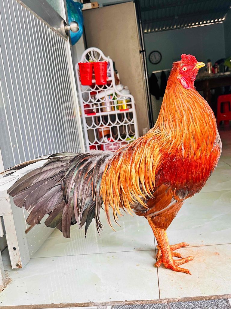 Xám vàng đuôi lau 3ki2 tay tốt bo giữ có ship xa. Mua bán Gà tại Huyện Cai Lậy Tiền Giang được đăng bởi gà đá Tiền Giang hình 1