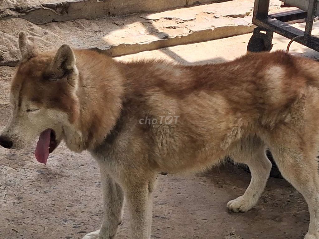 Chó Husky đực. Mua bán Chó tại Thành phố Long Xuyên An Giang được đăng bởi Nhân Rottweiler  hình 1