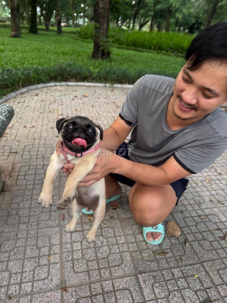 Chó Pug 3 tháng tuổi cực đẹp. Mua bán Chó tại Quận Hai Bà Trưng Hà Nội được đăng bởi Hoang Giang hình 3