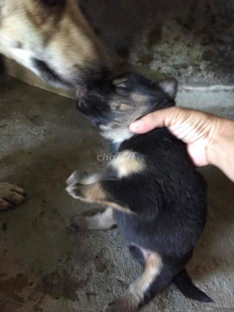 mình có bầy Pit Bull lai betge