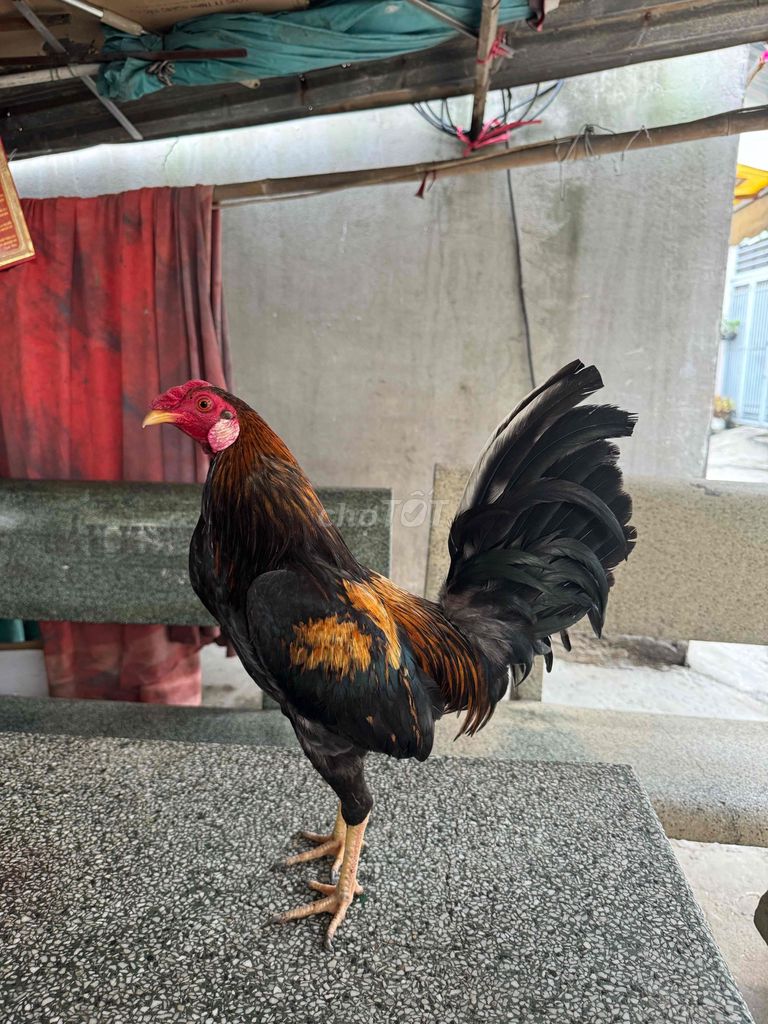 butcher rặc 1kg1 còn lên. Mua bán Gà tại Quận Bình Tân Tp Hồ Chí Minh được đăng bởi Gà Tre Phá Làng  hình 1