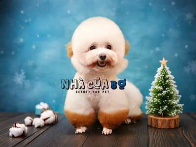 nhà của bơ 
