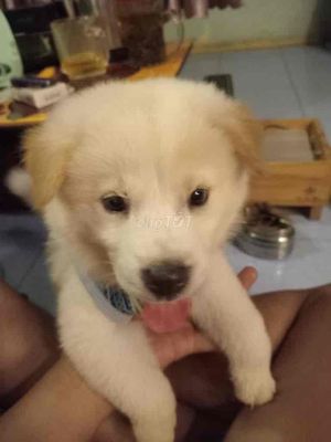 chó con lông xù màu trắng lai nhật. Mua bán Chó tại Thành phố Dĩ An Bình Dương được đăng bởi a phu
