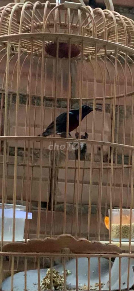 Chim hút mật Đực 7 màu. Mua bán Chim tại Thành phố Thủ Dầu Một Bình Dương được đăng bởi Nhất Max hình 1