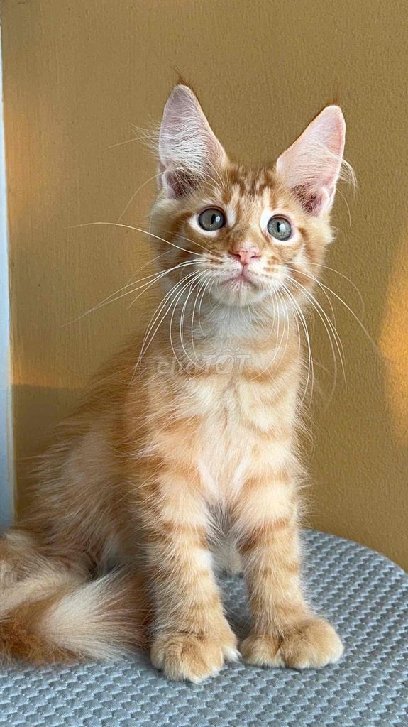 Mèo Maine Coon Cam gái chân nhiều ngón poly6666. Mua bán Mèo tại Thành phố Thủ Đức Tp Hồ Chí Minh được đăng bởi Những bé mèo xinh hình 1