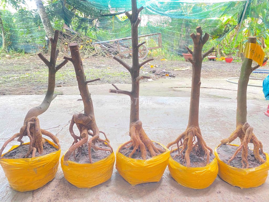 Phôi Mai Vàng Bonsai Giảo Thủ Đức