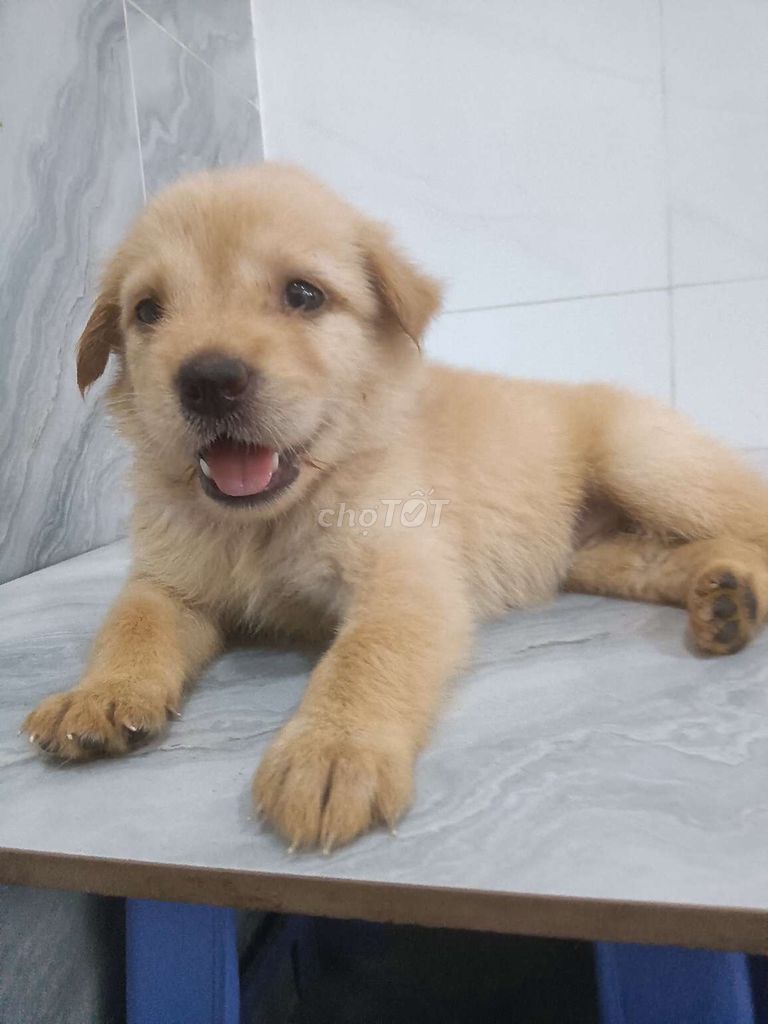 Chó Golden F1 Vàng mơ dễ thương rất xinh. Mua bán Chó tại Quận 6 Tp Hồ Chí Minh được đăng bởi Tăng Chí Lương  hình 1
