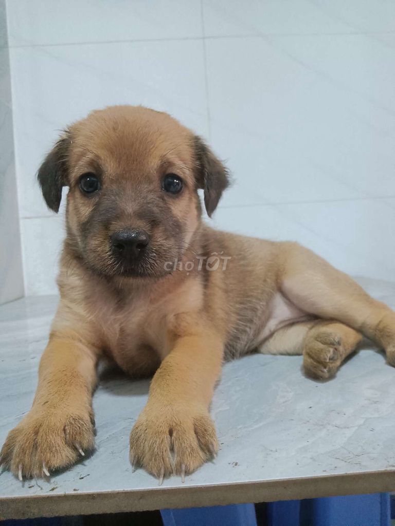 Chó Labrador lai Shiba rất khôn nghe lời chủ. Mua bán Chó tại Quận 6 Tp Hồ Chí Minh được đăng bởi Tăng Chí Lương  hình 1