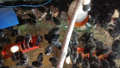 Gà đen lai nòi giống ace cần giống LH e. Mua bán Gà tại Thành phố Thuận An Bình Dương được đăng bởi Le binh