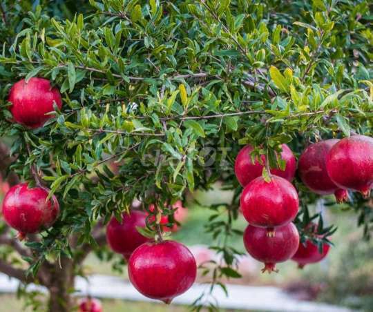 Cây❤️ lựu đỏ Ấn Độ to❤️,hoành 30cm,đỏ đậm❤️. Mua bán Cây cảnh, đồ trang trí tại Quận Gò Vấp Tp Hồ Chí Minh được đăng bởi Tô Kem  hình 1