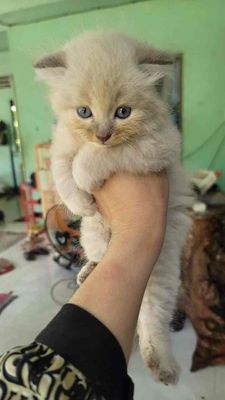 Mèo Anh Lông Dài xám trắng 1 tháng hơn ăn rất mạnh