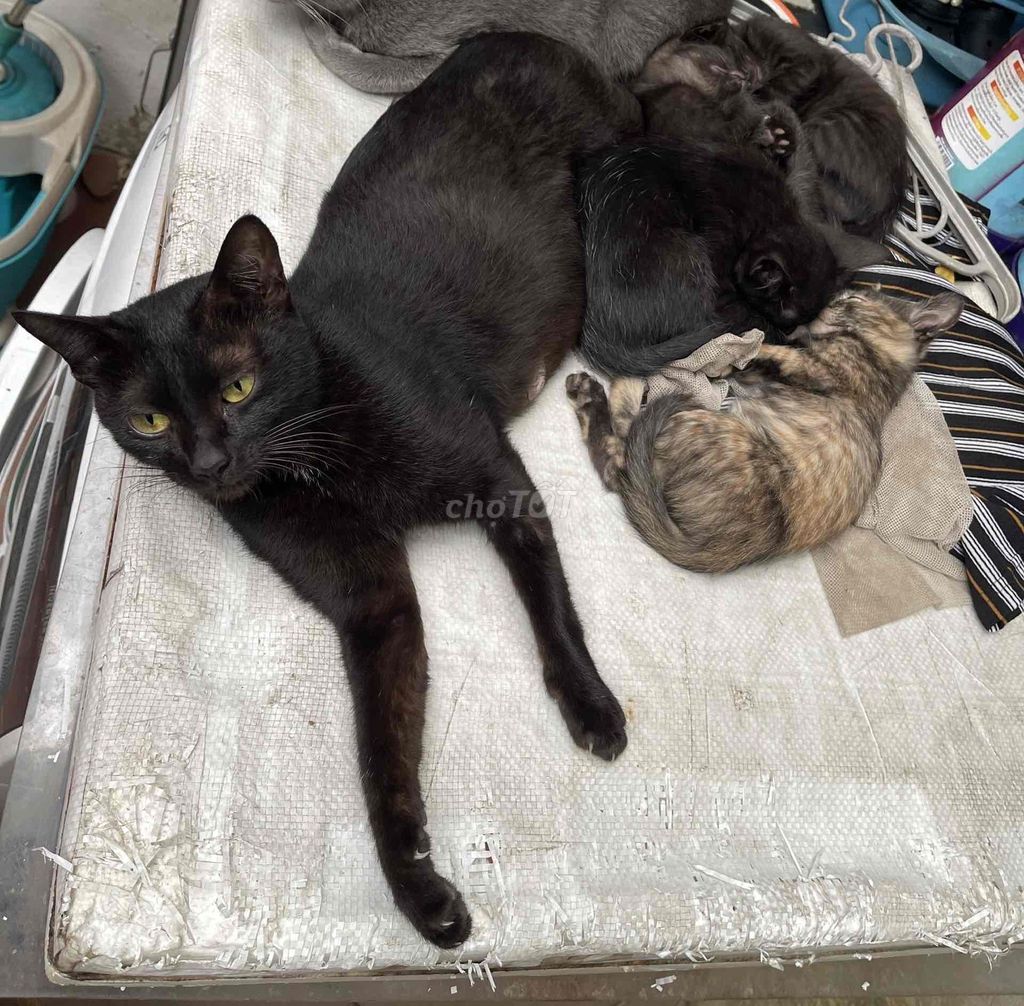 Cả đàn mèo 2 tháng gồm 4 con 1 mẹ. Mua bán Mèo tại Quận Tây Hồ Hà Nội được đăng bởi Huong Nguyen hình 1
