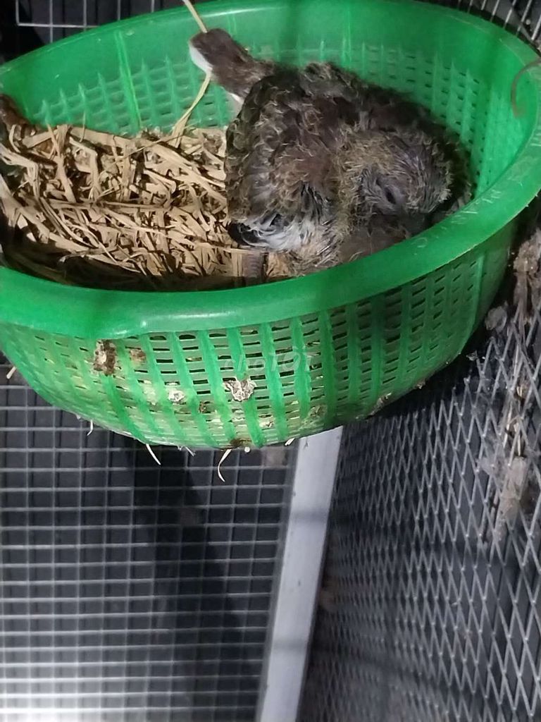 Chim cu non lẻ. Mua bán Chim tại Huyện Đức Hòa Long An được đăng bởi Gia Hân hình 1