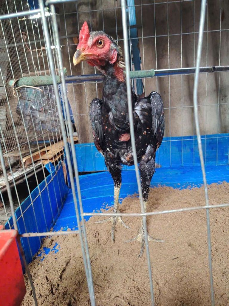 Gà chọi Chuối trống tơ non. Mua bán Gà tại Thành phố Biên Hòa Đồng Nai được đăng bởi Hiển Gà Đòn hình 1