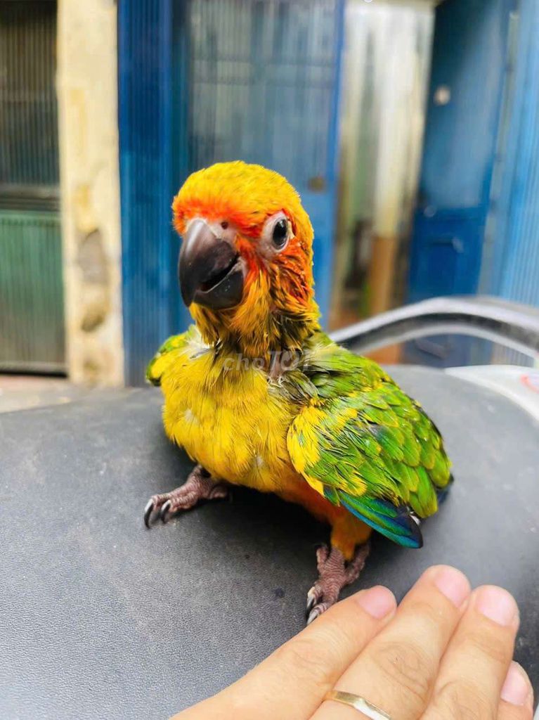 Chim sun thuần banyy. Mua bán Chim tại Quận Cầu Giấy Hà Nội được đăng bởi Shop chim vẹt  hình 1