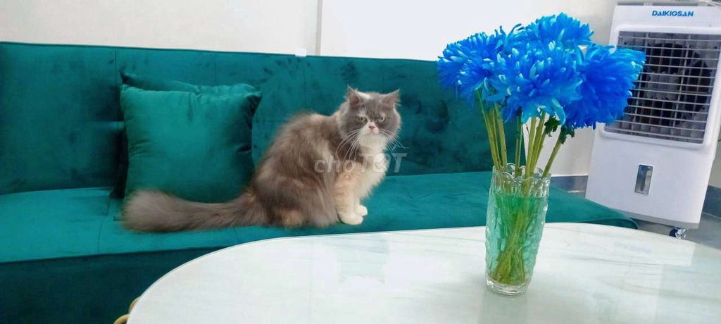 bé tam thể siêu xinh đã phối mèo chân lùn. Mua bán Mèo tại Quận Thốt Nốt Cần Thơ được đăng bởi Vựa Mèo Xinh giá luôn rẻ  bhsk  tốt  hình 1