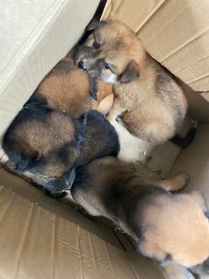 Bán chó con phú quốc lai