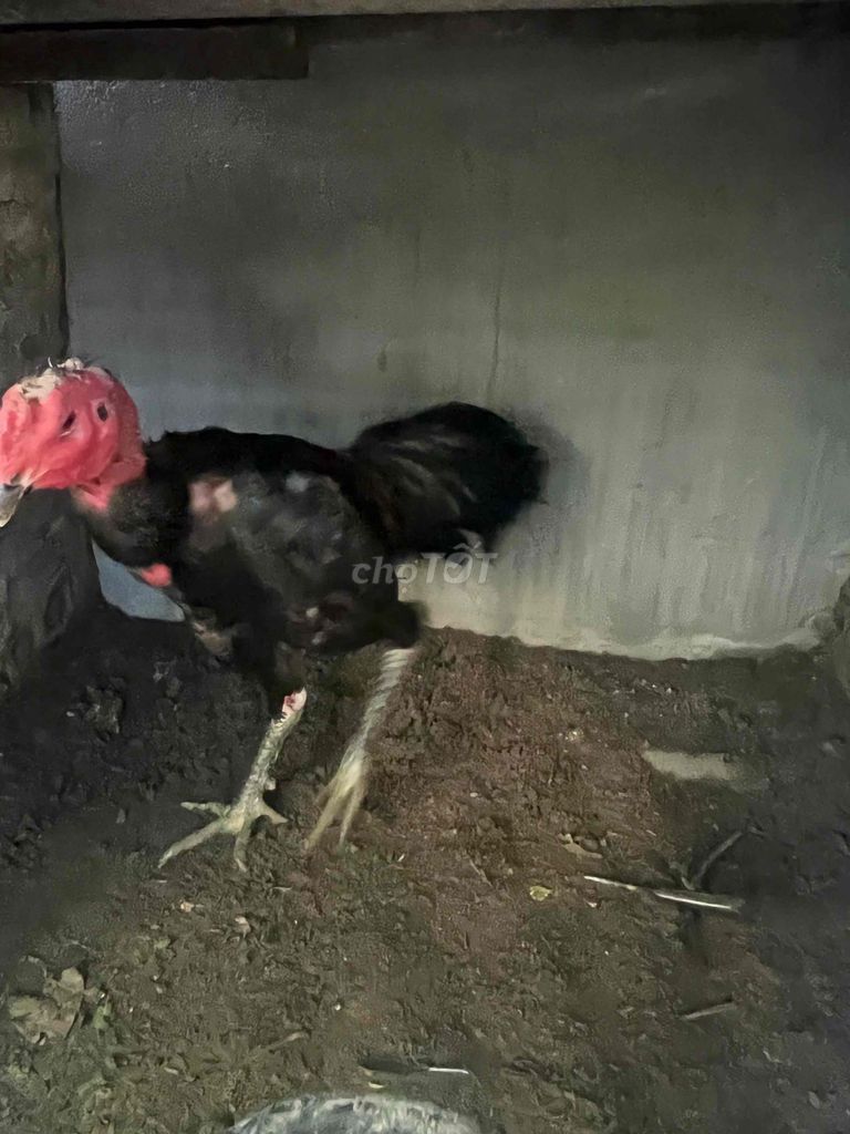 Gà giống 3kg Đen, Đỏ thua bê . thịt. Mua bán Gà tại Huyện Đông Anh Hà Nội được đăng bởi tuan hình 1