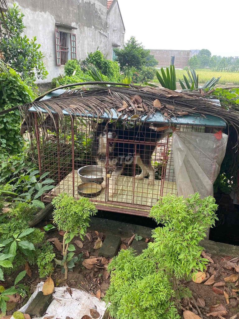 Husky ngáo tìm chủ giá theo thoả thuận. Mua bán Chó tại Quận Tây Hồ Hà Nội được đăng bởi Dung tran hình 1