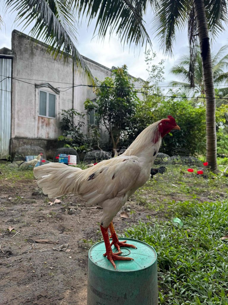 Gà bướm 3.3ae chơi nhắn dép lào. Mua bán Gà tại Huyện Trà Ôn Vĩnh Long được đăng bởi khangle hình 1