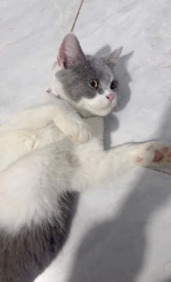 [Tìm mèo thất lạc].. Mua bán Mèo tại Quận Bình Tân Tp Hồ Chí Minh được đăng bởi Thanh Tâm hình 1