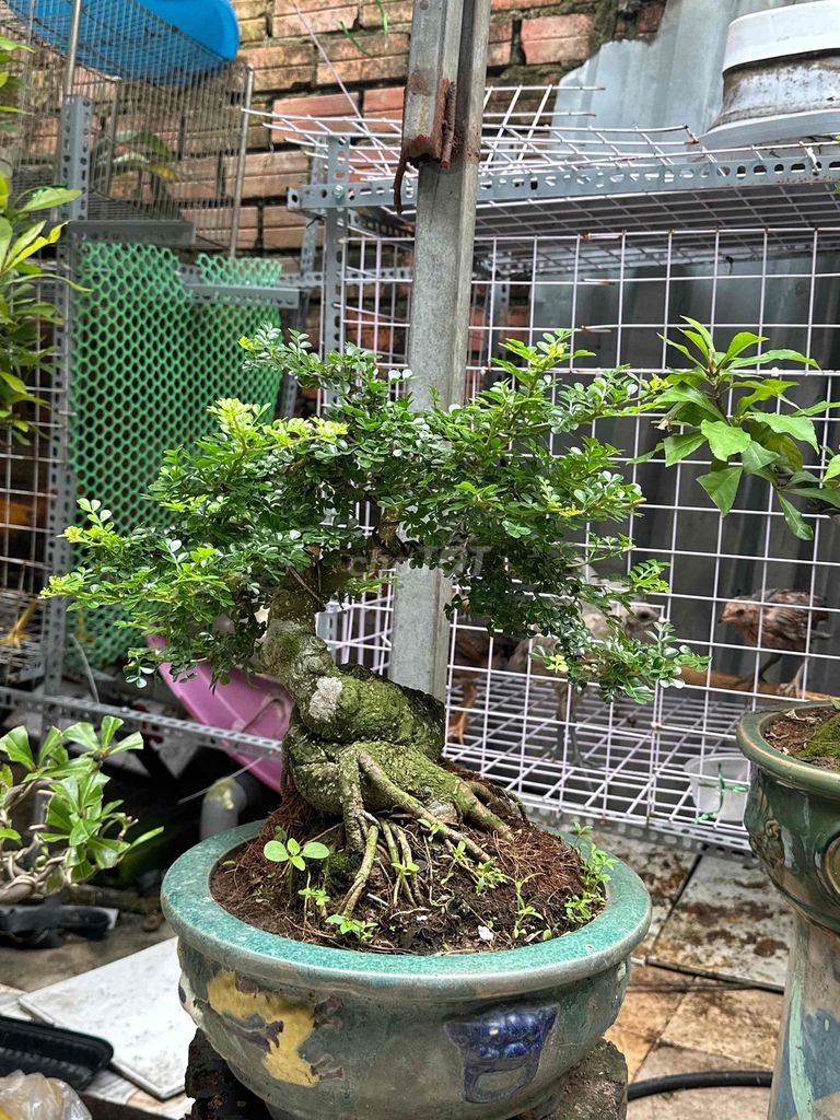 Cần thăng Bonsai fon tán tán lá xanh mượt. Mua bán Cây cảnh, đồ trang trí tại Huyện Củ Chi Tp Hồ Chí Minh được đăng bởi nguyễn quốc Thắng hình 1