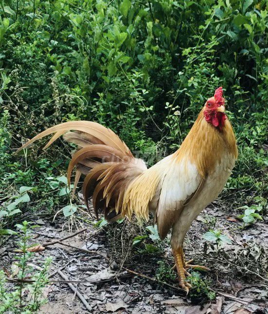 Gà chọi Vàng trắng 1.2kg. Mua bán Gà tại Thành phố Long Xuyên An Giang được đăng bởi Trại gà Peru Mỹ  hình 1