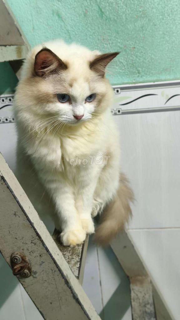 tìm bé Ragdoll đực . Mua bán Mèo tại Thành phố Thủ Đức Tp Hồ Chí Minh được đăng bởi Trần An hình 1