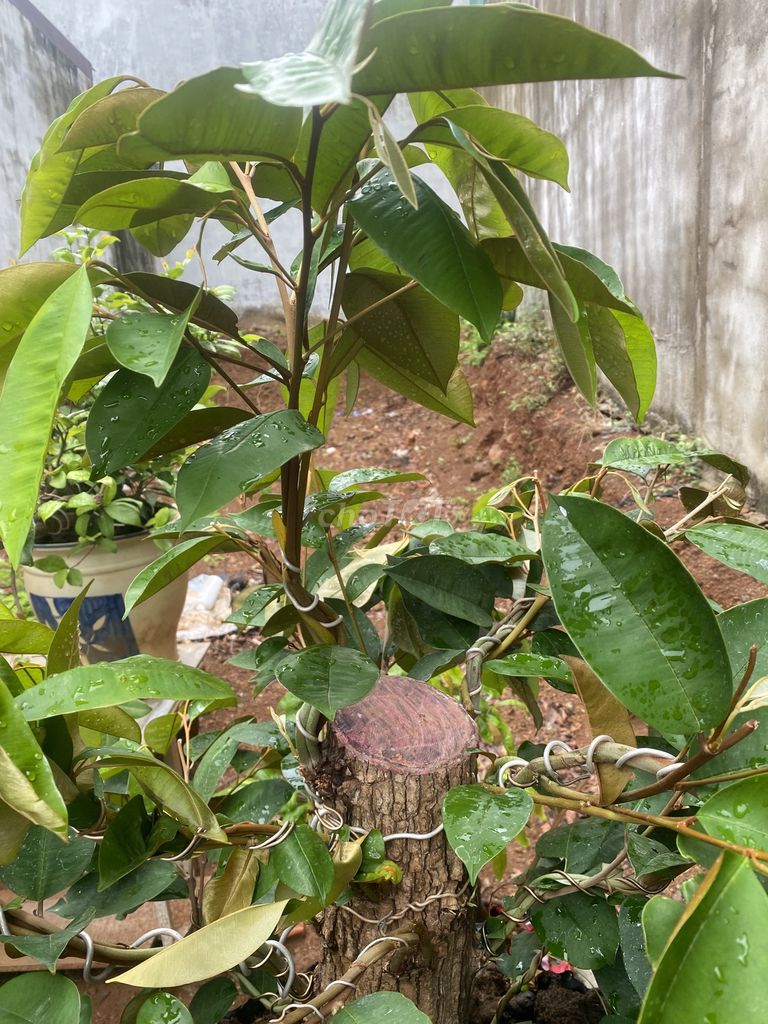 Cây vú sữa Tím Bonsai. Mua bán Cây cảnh, đồ trang trí tại Thành phố Buôn Ma Thuột Đắk Lắk được đăng bởi Hoang hình 1