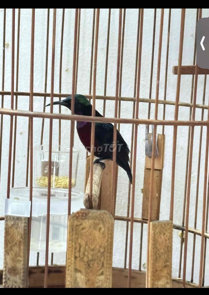 bộ hút mật 7 màu hót cả ngày