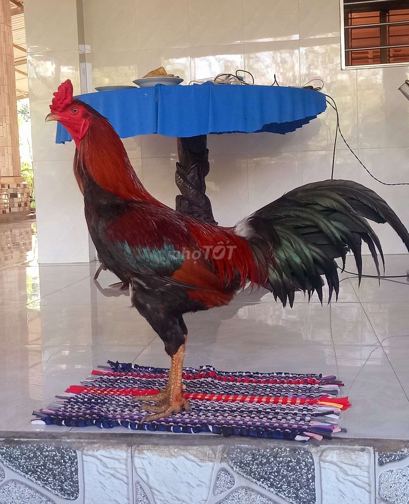 Gà chọi tơ đực 3.3kg. Mua bán Gà tại Huyện Cai Lậy Tiền Giang được đăng bởi Trại Gà Cai Lậy TG hình 1