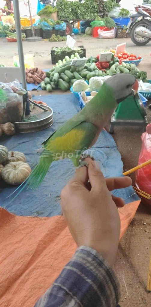 đực rựa nuôi non lên háo nói. Mua bán Chim tại Quận 7 Tp Hồ Chí Minh được đăng bởi Max Thắng hình 1