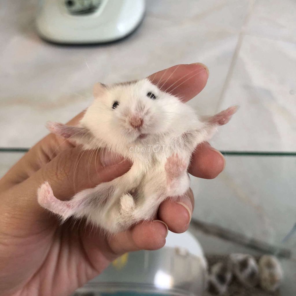 Chuột Hamster Robo. Mua bán Thú cưng khác tại Quận Cái Răng Cần Thơ được đăng bởi Hammie Heamster hình 1